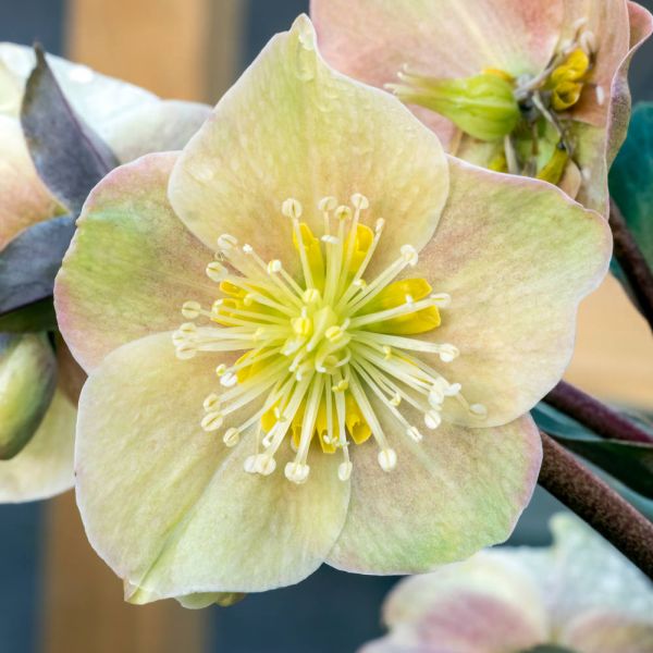 Helleborus Gold Collection® Cinnamon Snow 4 Litre